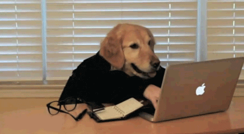 Dog Working on Computer gif Gif of a golden retriever typing with human hands on a apple laptop
